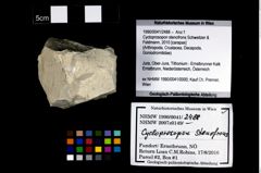Foto (Objekt + Etikett) von Cycloprosopon stenofrons (Schweitzer & Feldmann, 2010)  (NHMW-GEO-1990-0041-2488)